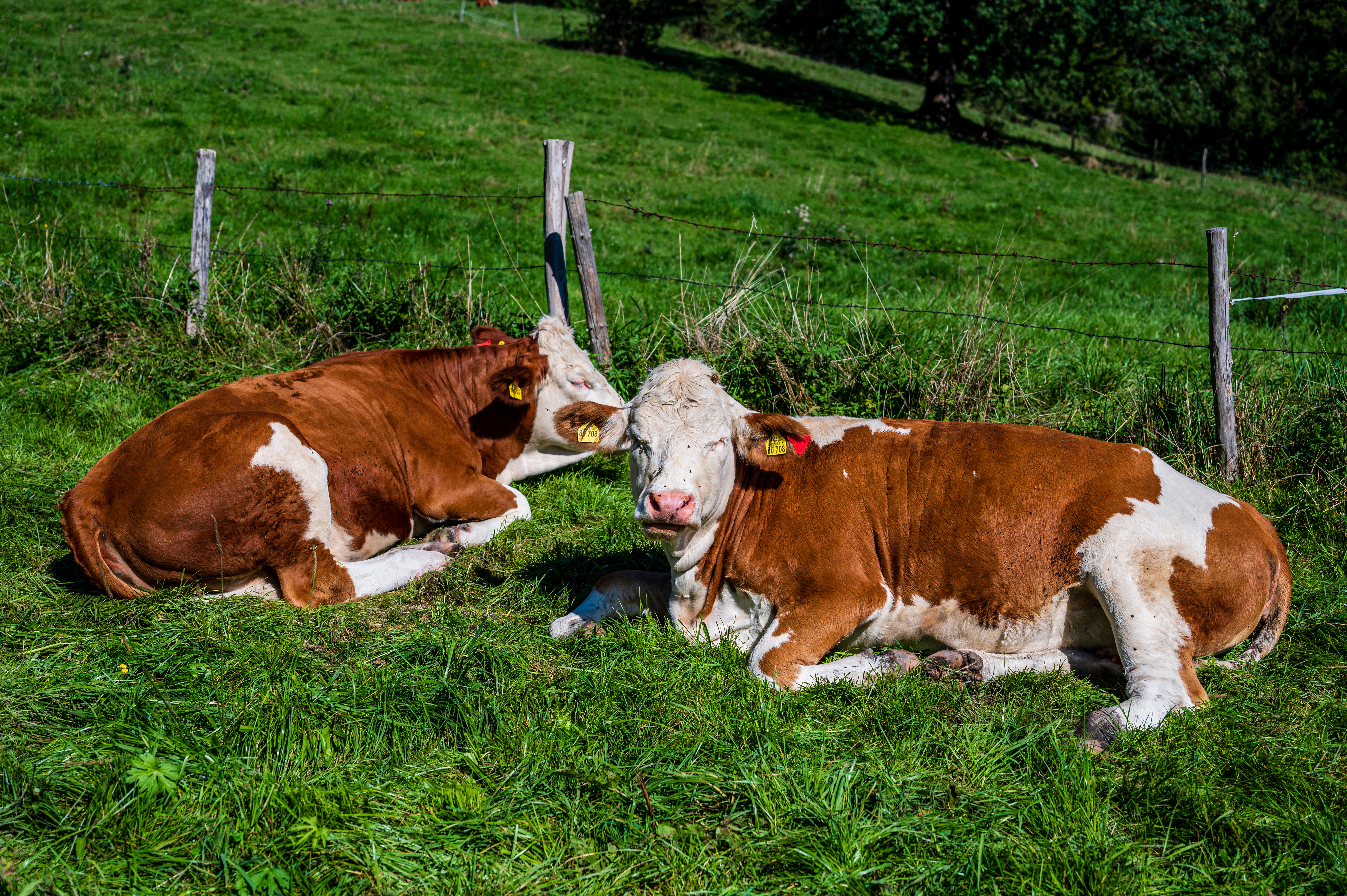Wanderung Aidlinger Höhe